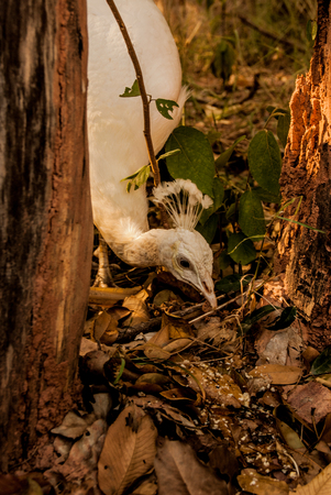 White peacockの写真素材