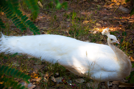 White peacockの写真素材