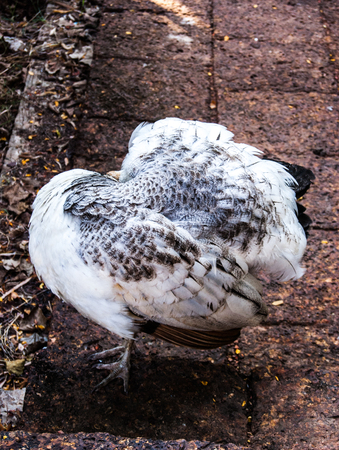 Peacockの写真素材