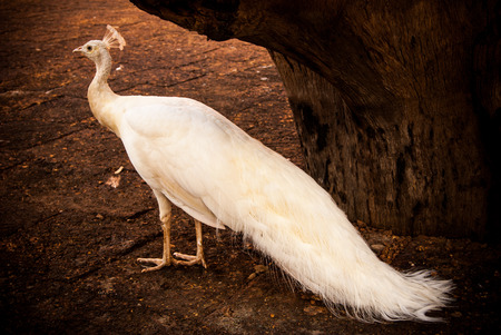 Peacock is cryの写真素材