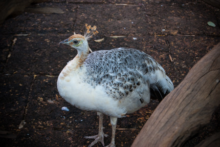 Peacockの写真素材