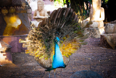 Peacockの写真素材