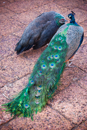 Peacockの写真素材