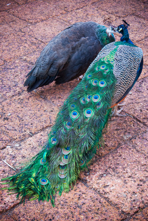 Peacockの写真素材
