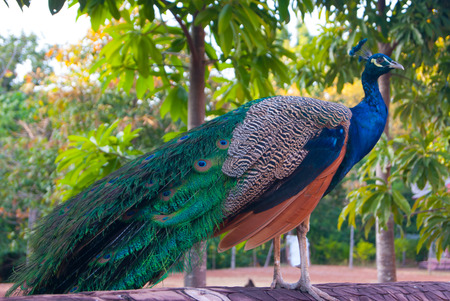 Peacockの写真素材