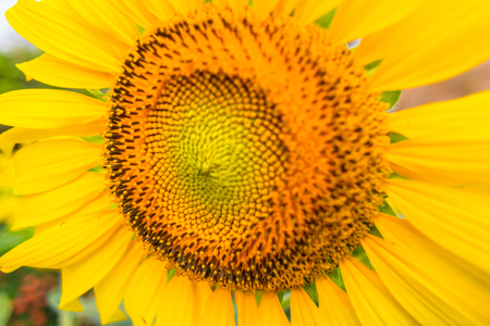 Tuscany sunflowersの写真素材