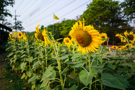 Tuscany sunflowersの写真素材