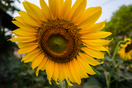 Tuscany sunflowersの写真素材