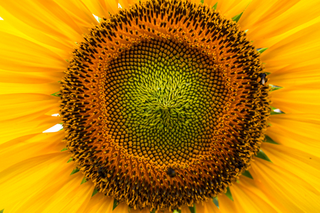 Tuscany sunflowersの写真素材