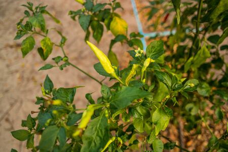 green peppers on treeの写真素材