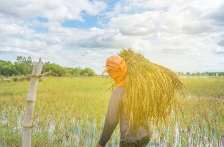 Farmer harvest rice in Thailand.Harvest time last yearの写真素材