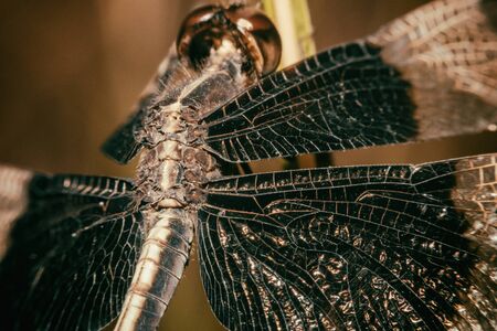 Dragonfly Black-tailed Skimmer Macro viewの写真素材