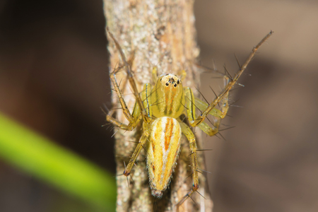 Lynx Spider with nest Macro view soft focusの写真素材