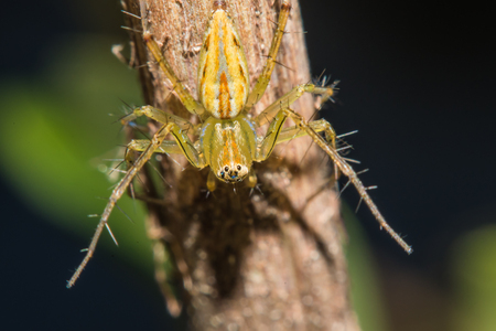 Lynx Spider with nest Macro view soft focusの写真素材