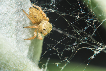 Salticidae jumping spider, Saltines scenics,Hyllus macro viewの写真素材