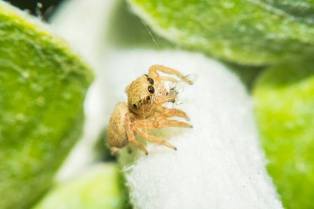 Salticidae jumping spider, Saltines scenics,Hyllus macro viewの写真素材