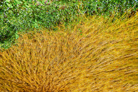 Paddy rice in fieldの写真素材