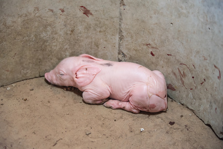Cute baby pig newborn in farmの写真素材