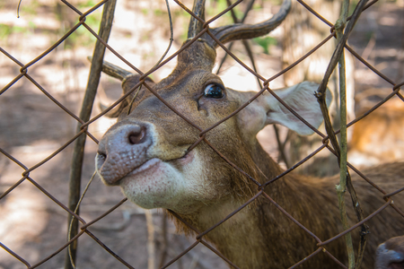 Deer in a cage waiting for foodの写真素材