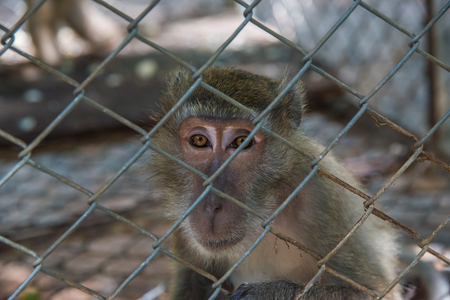 Monley in the cage,Pig - tailed Magaque (Macaca nemestrina) in the cageの写真素材