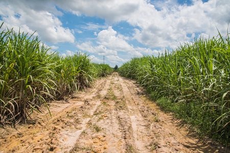 Road around Sugarcane field with blue skyの写真素材