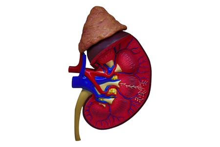 Kidneys of human. Internal organs. Isolated on white background(Clipping path)