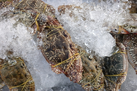 Crab shrimp on ice at the market for saleの写真素材