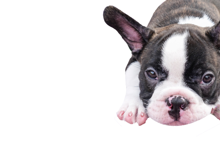 Cute baby Bulldog,Cute French Bull Dog Sitting isolated on white backgroundの写真素材