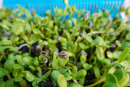 Organic green young sunflower sprouts,Selective focusの写真素材