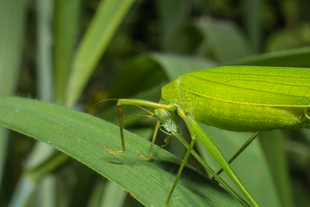 Green grasshopper on leafの写真素材