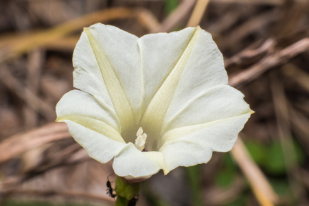 Close up beautiful white wildflower Macro viewの写真素材