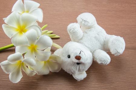 White Teddy Bear toy on a woodenの写真素材