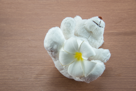 White Teddy Bear toy on a woodenの写真素材