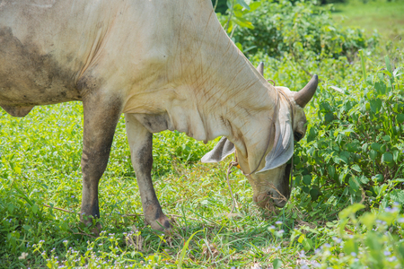Cow in country,cows on meadow in Thailandの写真素材