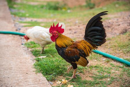 Red junglefow chicken ,Bantam chicken,It is thought to be ancestral to the domestic chickenの写真素材