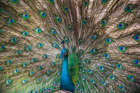 Portrait of beautiful peacock with feathers out,soft focus in cageの写真素材