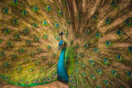 Portrait of beautiful peacock with feathers out,soft focus in cageの写真素材