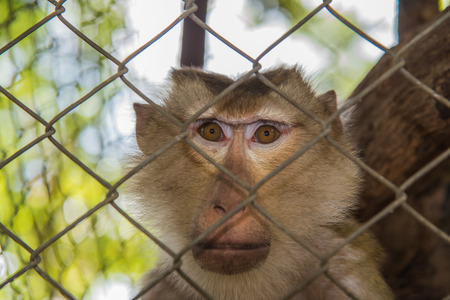 Brown Monkey in cage,Monkey sand in cageの写真素材