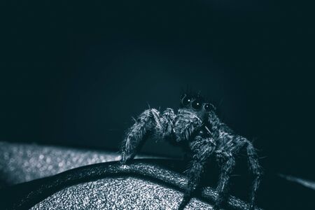 Macro view of spider dramatic tone concept Halloweenの写真素材