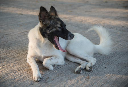 Soft focus a cute dog on groundの写真素材