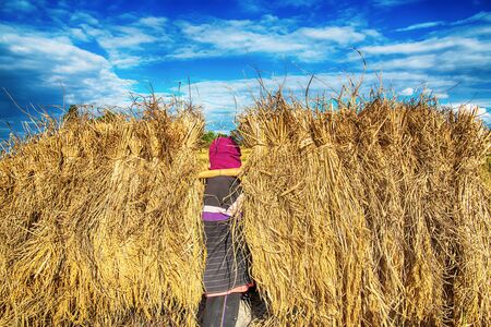 Farmer harvest rice in Thailand.Harvest time last yearの写真素材