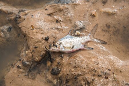 Dead fish on the sand beach,Small dead fish on sandの写真素材