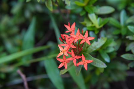 King Ixora blooming (Ixora chinensis). Rubiaceae floweの写真素材