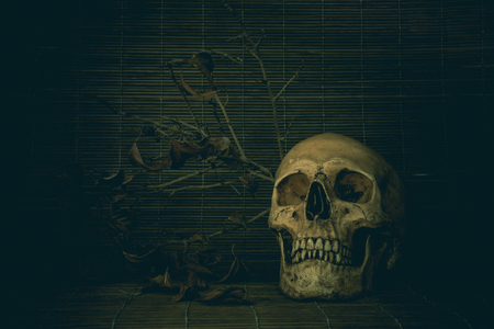 Still life skull under dead tree concept Halloweenの写真素材