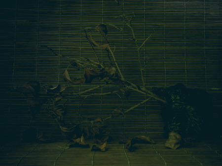 Still life dead tree halloween vintage toneの写真素材