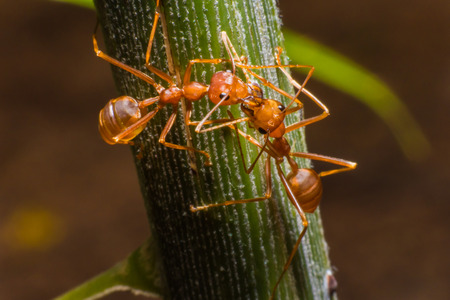 Red ant macro view in garden Thailandの写真素材