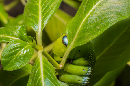 Green worm Worm the caterpillars on green leaf.の写真素材