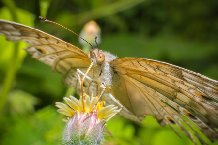 Beautiful butterfly on leaf in natureの写真素材