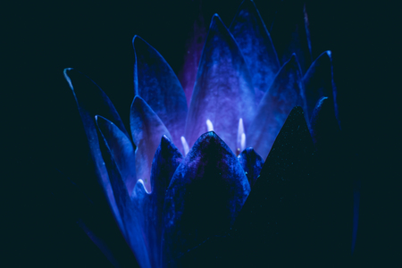 Lotus flower beautiful lotus Macro view.の写真素材