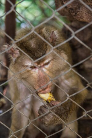 Brown monkey sad in the cage Thailand